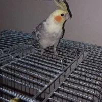 عروس هلندی نر آماده