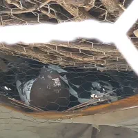 کبوتر فروشی