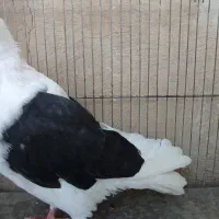 پشدار سیاه