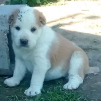 سگ الابای ترکمن و الابای روس گارد نگهبان گله|سگ|کرج, گلستان|دیوار