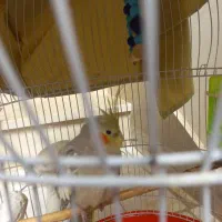 طوطی عروس هلندی ماده