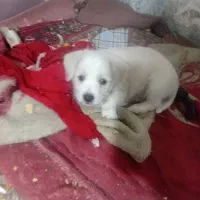 توله ای شیزودوماه نر