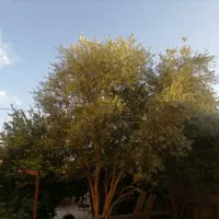 منزل-فروشی