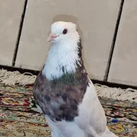 طوقی نر