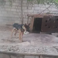 حیوانات خانگی سگ نگهبان