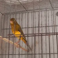 قناری نر بخون ماده طلائی