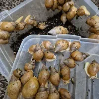 حلزون های طبی آچاتینا برای جوانسازی