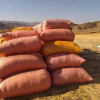 کاه جو و گندن سامان|لوازم جانبی حیوانات|تالش, جوکندان|دیوار