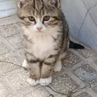 واگذاری گربه|گربه|حمیدیا, |دیوار