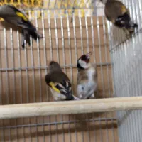 سهره قناری فنچ کوتوله عروس مرغ عشق