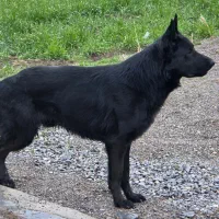 ژرمن بلک شولاین