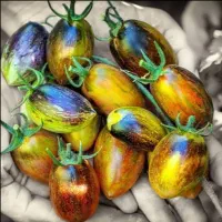 فروش نشا گوجه فلفل بادمجان کدو خیار پر محصول خارجی|خدمات باغبانی و درختکاری|تهران, سوهانک|دیوار