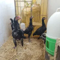 جوجه مرغ و خروس لاری
