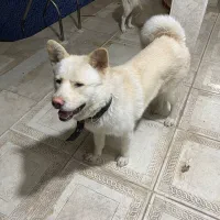 نژاد هاسکی آکیتا 15ماهه نر