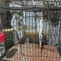 پرنده مرغ عشق|پرنده|خمینیشهر, |دیوار