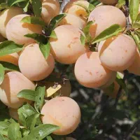 فروش انواع نهال های تخصصی با مجوز