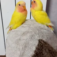 طوطی برزیلی(کوتوله) فوق دستی