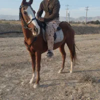 اسب ترکمن فروش فوری|اسب و تجهیزات اسب‌سواری|تهران, مختاری|دیوار