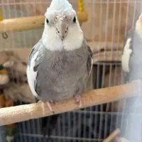 دوتا عروس هلندی