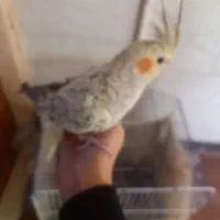 پرنده عروس هلندی