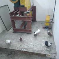 فروش|پرنده|گنبد کاووس, |دیوار