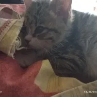 بچه گربه گم شده
