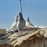 کفتر شهرستانی پلاکی