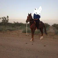 اسب ترکمن