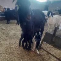 بزغاله|حیوانات مزرعه|بجستان, |دیوار