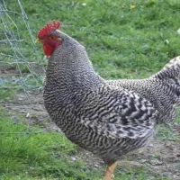 خروس آمروک و جوجه آمروک