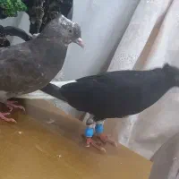 اشعل|پرنده|بندر ماهشهر, |دیوار