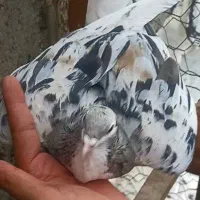 هفرنگ عتیقه|پرنده|نیشابور, ناسیونال|دیوار