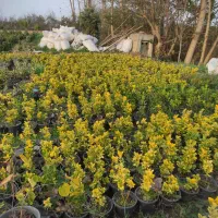 فروش یاس هلندی|گل و گیاه طبیعی|رودسر, |دیوار