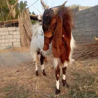 فروش،نریگ دوسال نیم