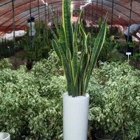 تولید سانسوریا