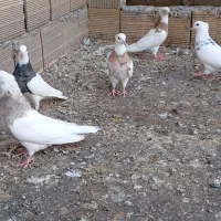 کبوتر طوقی نرو ماده|پرنده|جوانرود, |دیوار