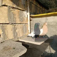 دو جفت سینه ای مشکی و زرد درجه یک|پرنده|زیباشهر, |دیوار