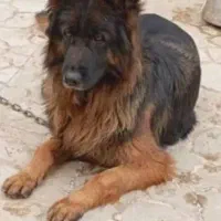 سگ ژرمن شیپرد اصل ماده