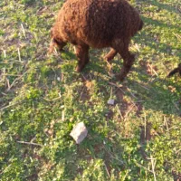 باسلام دو رس بره نر وماده سالم وسرحال|حیوانات مزرعه|قزوین, |دیوار