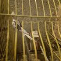 عروس هلندی آلبینو و دوکت