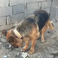 واگذاری|سگ|بیضا, |دیوار