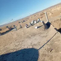 کفتر آلمانی