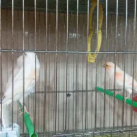 کاسکو مینا عروس هلندی کوتوله قناری مرغ عشق سهره