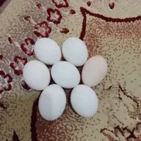 تخم بوقلمون