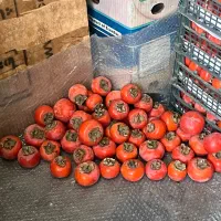 خرمالو درجه یک خوشمزه کرج عسل|خوردنی و آشامیدنی|محمدشهر, محمدشهر|دیوار