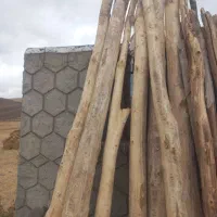 چوب قلمه سویید همه چی|خدمات باغبانی و درختکاری|مشگین شهر, |دیوار