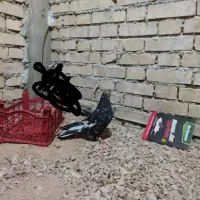 شوش|پرنده|کرخه, |دیوار