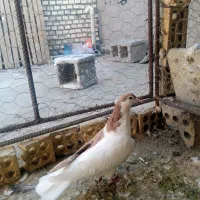 چپ زرد ماده|پرنده|شوشتر, |دیوار