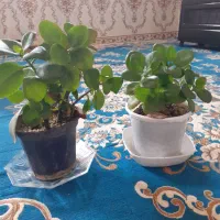 دو عدد گل قاشقی