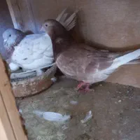 نروماده مایه